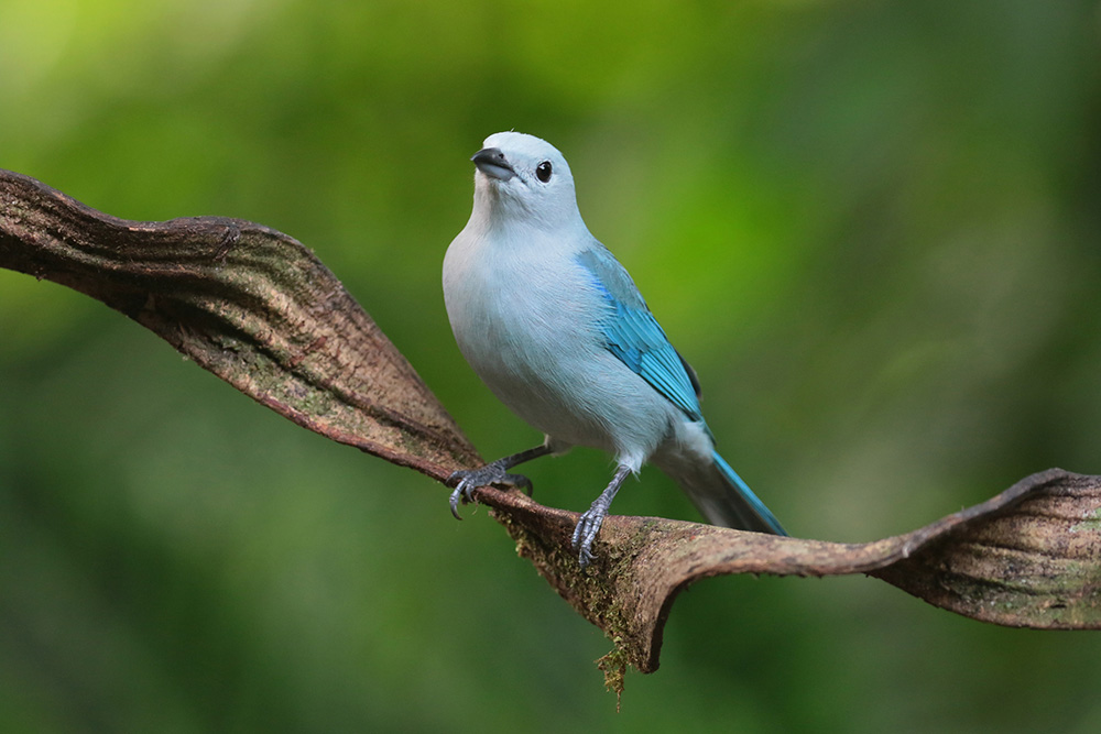 Blue-Gray Tanager